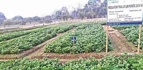 Bangladeshi scientists seek regulatory approval for a GMO potato resistant to late blight 