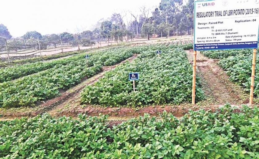 Field Trials of a blight-resistant GM potato at Bangladesh Agricultural Research Institute (BARI) in Rangpur (Courtesy: BARI)