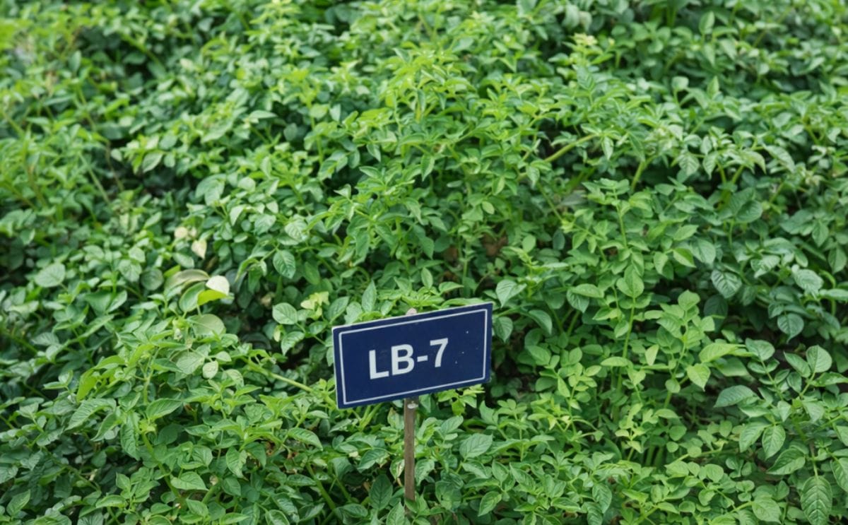 Bangladesh to introduce late blight resistant potato variety