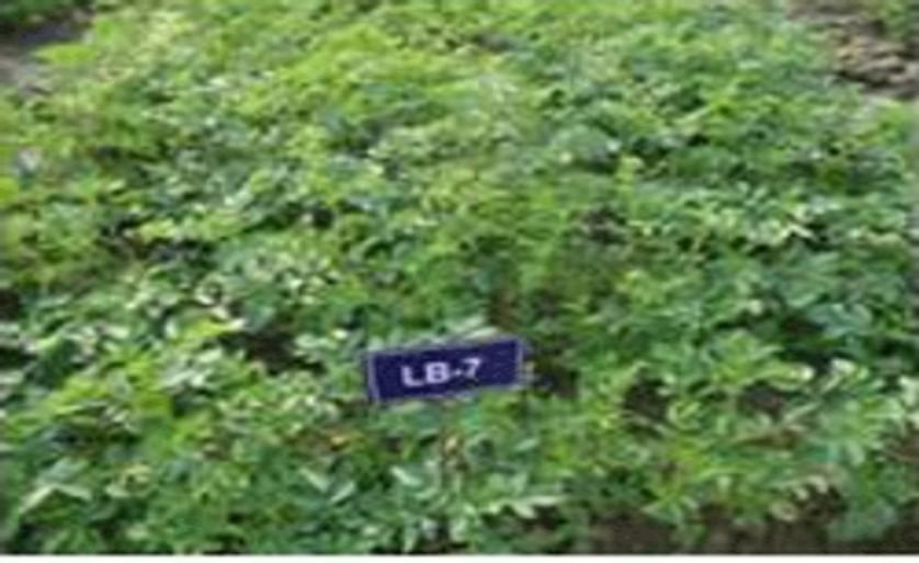 Bangladesh to introduce late blight resistant potato variety