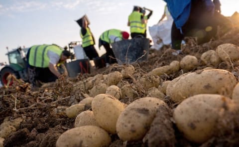 Euskadi presenta el nuevo Plan de I+D+i de la patata de siembra en el Foro AKIS para reforzar la competitividad del sector. Euskadi presenta el nuevo Plan de I+D+i de la patata de siembra en el Foro AKIS para reforzar la competitividad del sector.