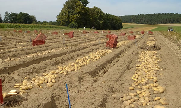 Bavaria-Saat Ltd presents broad range of varieties at Potato Europe 2022