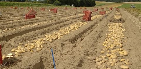 Bavaria-Saat Ltd presents broad range of varieties at Potato Europe 2022