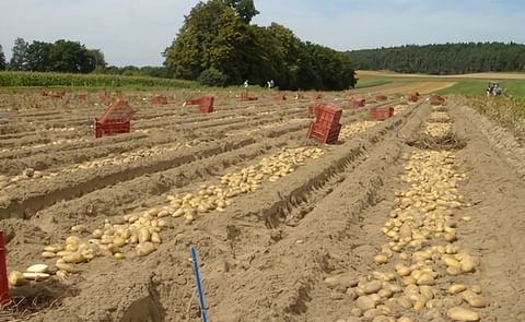Bavaria-Saat GbR presents broad range of varieties at Potato Europe 2022. (Courtesy: Bavaria Saat GbR) Bavaria-Saat GbR presents broad range of varieties at Potato Europe 2022. (Courtesy: Bavaria Saat GbR)