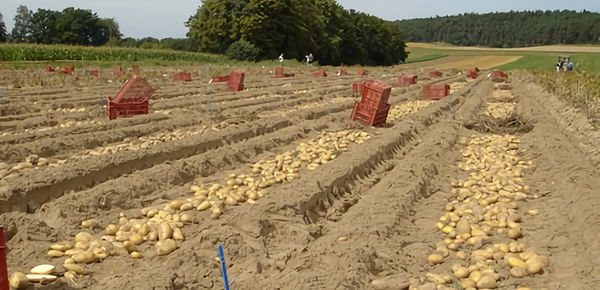 Bavaria-Saat Ltd presents broad range of varieties at Potato Europe 2022