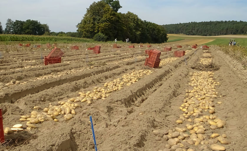 Bavaria-Saat GbR presents broad range of varieties at Potato Europe 2022. (Courtesy: Bavaria Saat GbR)