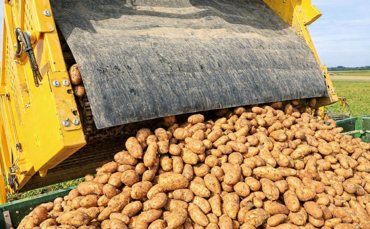 bavarian-potato-harvest-2017-809