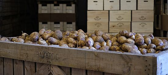 Maison Bayard potatoes Maison Bayard potatoes