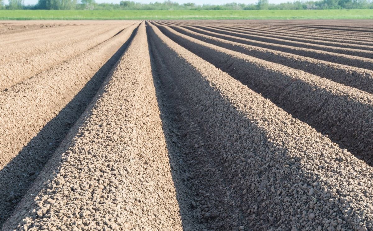 How reliable are Potato Cyst Nematode (PCN) tests? How reliable are Potato Cyst Nematode (PCN) tests?