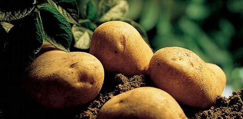 EPA Approves Federal Potato Registration for non-fumigant nematicide Velum® Prime