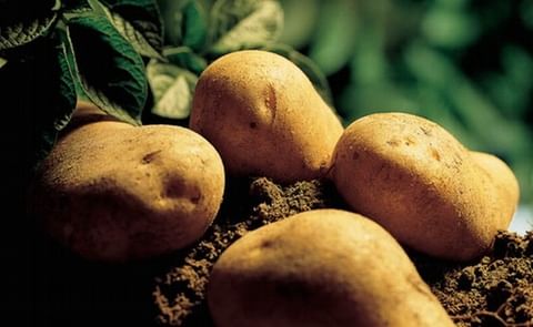 EPA Approves Federal Potato Registration for non-fumigant nematicide Velum® Prime EPA Approves Federal Potato Registration for non-fumigant nematicide Velum® Prime