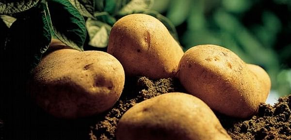 EPA Approves Federal Potato Registration for non-fumigant nematicide Velum® Prime