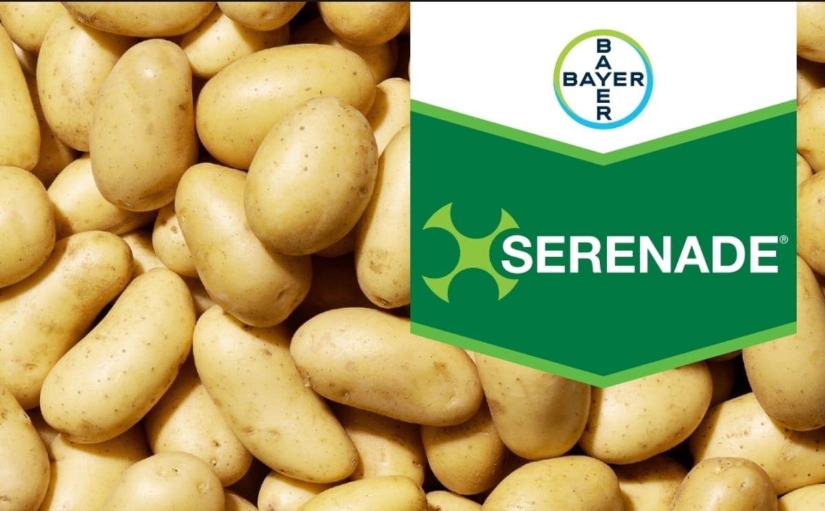 Bayer Serenade Bayer Serenade