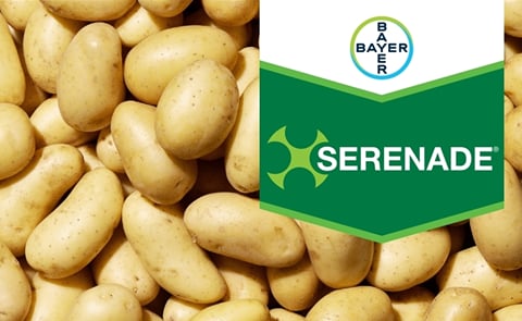 Bayer Serenade Bayer Serenade