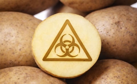 BASF drops GM spud plans in EU BASF drops GM spud plans in EU