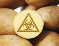 BASF drops GM spud plans in EU