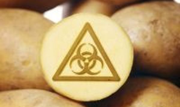  BBC illustration GMO potatoes