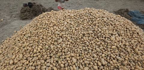 The Bangladesh Cold Storage Association (BCSA) seeks BDT 9 (USD 0.11) subsidy per kg of potato stored