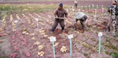  Beating climate change: heat and drought tolerant potato varieties (CIP)