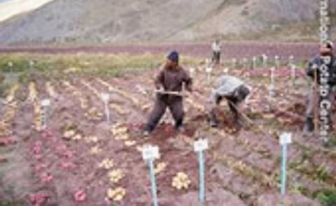 El CIP desarrolla variedades de papa resistentes al calor y a la sequía El CIP desarrolla variedades de papa resistentes al calor y a la sequía