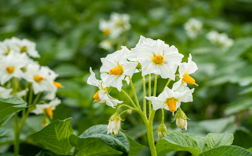 Reproductive Development of Potato Under Climate-Adaptive Breeding Reproductive Development of Potato Under Climate-Adaptive Breeding