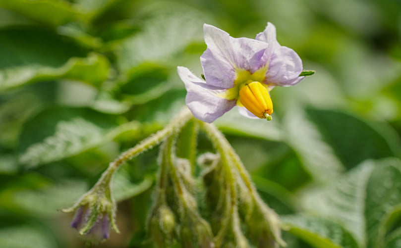 From Flower to Tuber: The Reproductive Stage of the Potato Plant
From Flower to Tuber: The Reproductive Stage of the Potato Plant