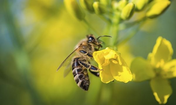 European Commission bans all outdoor uses of neonicotinoids