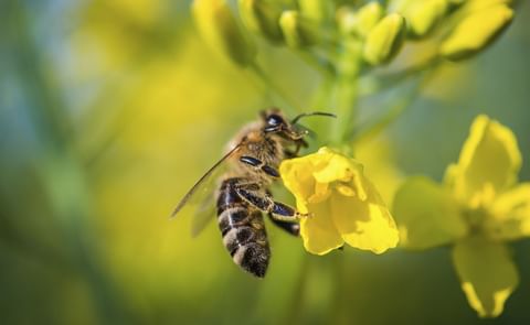 The European Commission decided on Friday April, 27 2018 to impose a complete ban on neonicotinoids, referring to the risk they pose to wild bees and honeybees. The European Commission decided on Friday April, 27 2018 to impose a complete ban on neonicotinoids, referring to the risk they pose to wild bees and honeybees.