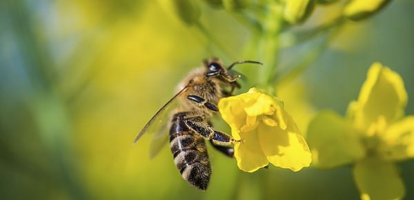 European Commission bans all outdoor uses of neonicotinoids