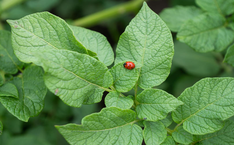 Ladybird Beetle Activity in Potato Fields Ladybird Beetle Activity in Potato Fields