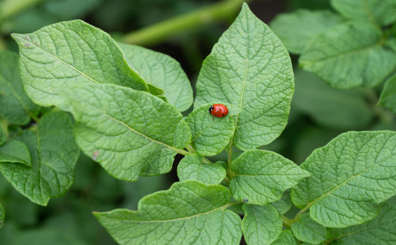 Ladybird Beetle Activity in Potato Fields Ladybird Beetle Activity in Potato Fields