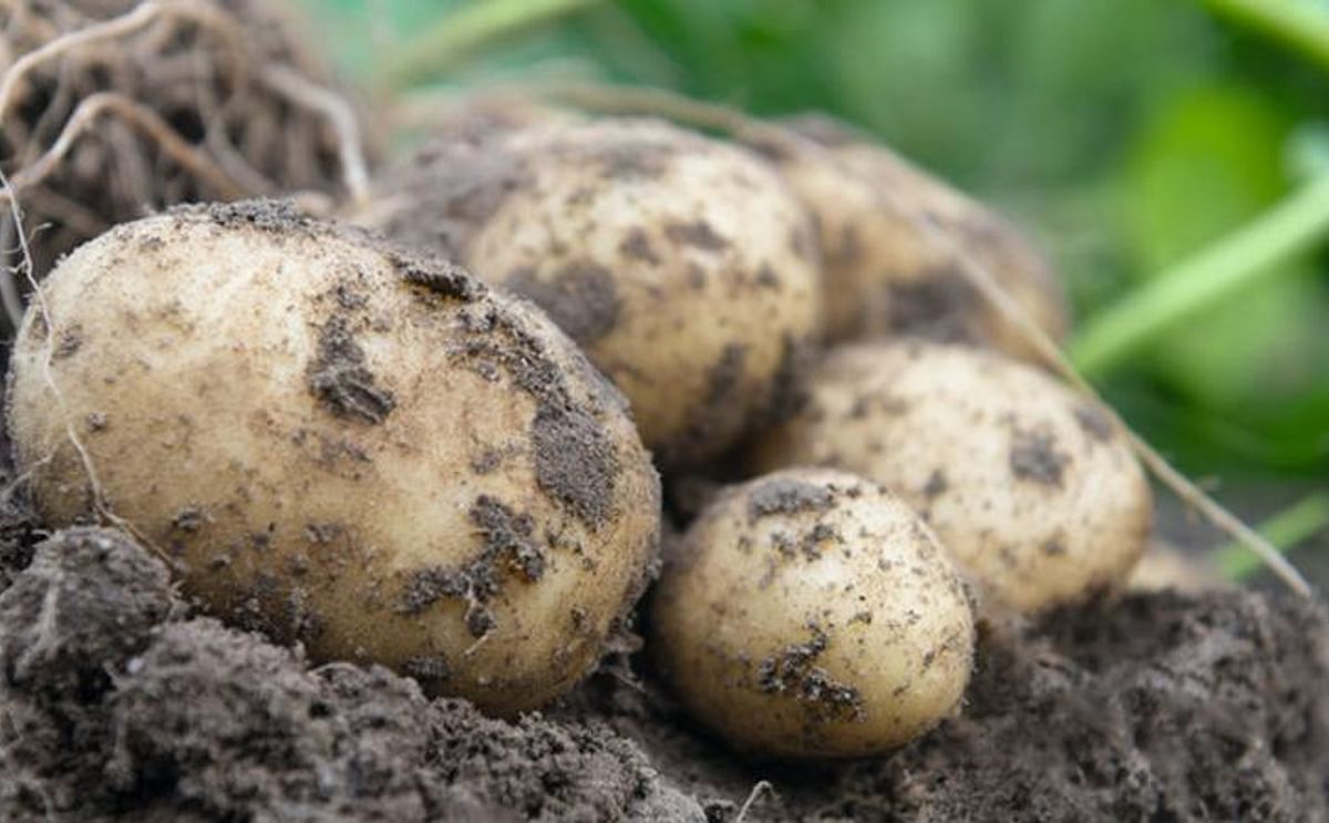 Este nuevo híbrido de papa puede ser cultivado a partir de semillas botánicas y, tras el trasplante, producir papas para el consumo en fresco.