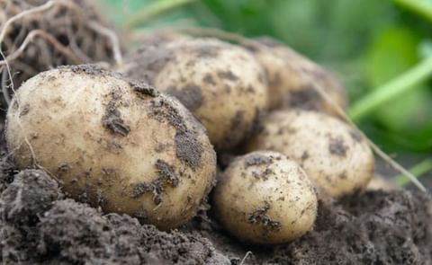 Este nuevo híbrido de papa puede ser cultivado a partir de semillas botánicas y, tras el trasplante, producir papas para el consumo en fresco. Este nuevo híbrido de papa puede ser cultivado a partir de semillas botánicas y, tras el trasplante, producir papas para el consumo en fresco.