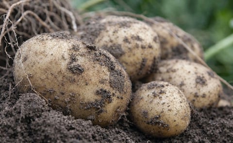 Este nuevo híbrido de papa puede ser cultivado a partir de semillas botánicas y, tras el trasplante, producir papas para el consumo en fresco. Este nuevo híbrido de papa puede ser cultivado a partir de semillas botánicas y, tras el trasplante, producir papas para el consumo en fresco.