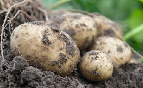 This new potato hybrid, Oliver F1, can be cultivated directly from botanical seed and, after transplanting, produces table potatoes in one season. This new potato hybrid, Oliver F1, can be cultivated directly from botanical seed and, after transplanting, produces table potatoes in one season.