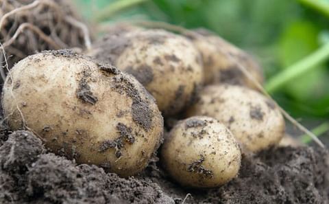 This new potato hybrid, Oliver F1, can be cultivated directly from botanical seed and, after transplanting, produces table potatoes in one season.