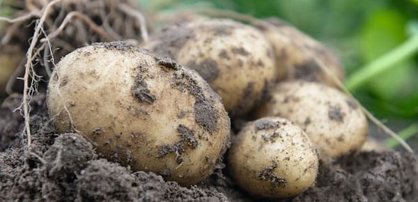 Bejo introduces its first True Potato Seed variety, Oliver F1