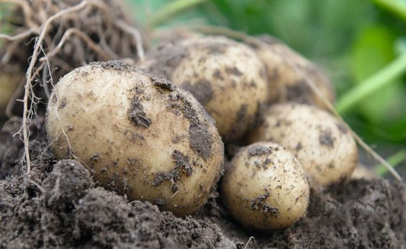 This new potato hybrid, Oliver F1, can be cultivated directly from botanical seed and, after transplanting, produces table potatoes in one season.