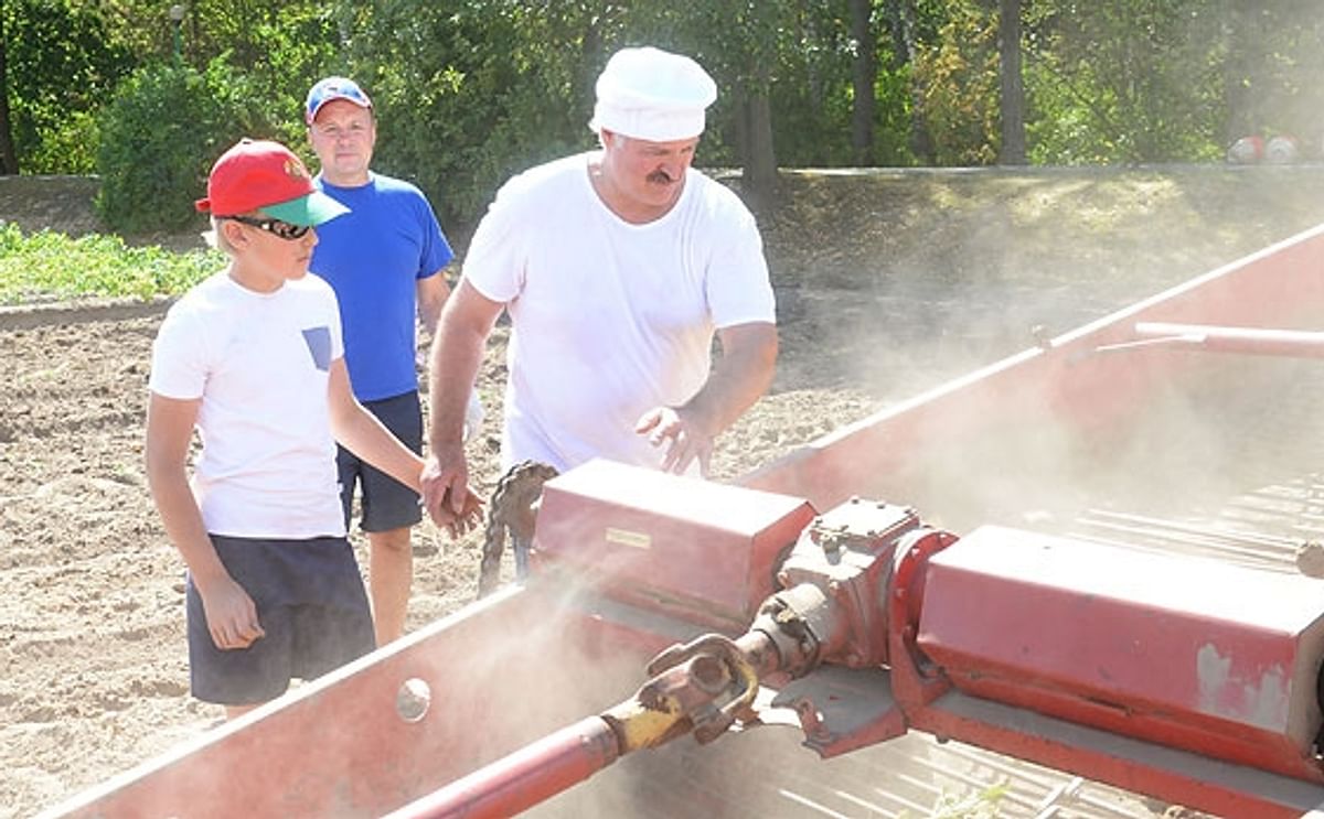 Belarus President Alexander Lukashenko is harvesting potatoes with his son Nicolai on the territory of his official residence Drozdy on August 16, 2015 (Courtesy BelTA)