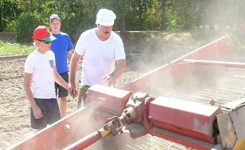 Belarus President Alexander Lukashenko is harvesting potatoes with his son Nicolai on the territory of his official residence Drozdy on August 16, 2015 (Courtesy BelTA)