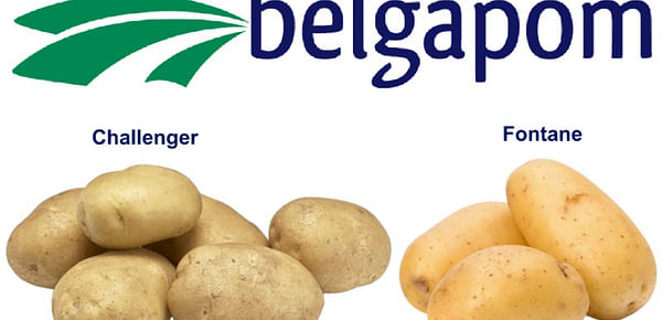 Belgapom quotation for the 2022-2023 season will cover potato varieties Fontane and Challenger.