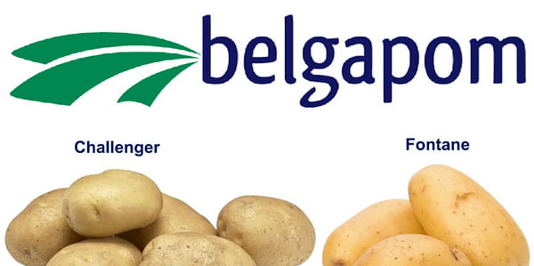 Belgapom quotation for the 2022-2023 season will cover potato varieties Fontane and Challenger.