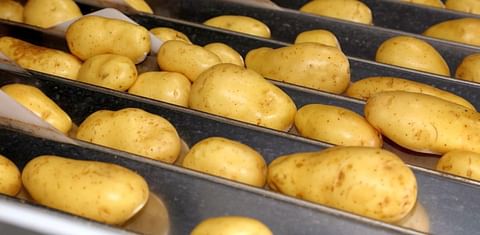 Belgian potato sector grows again in 2019