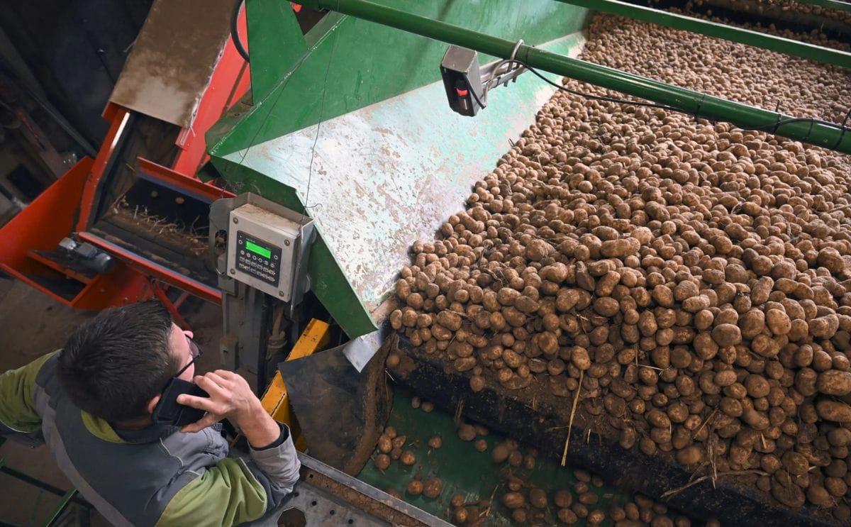 Belgian processing potato prices fall to EUR 0 amid oversupply and weak demand in the industrial market Belgian processing potato prices fall to EUR 0 amid oversupply and weak demand in the industrial market