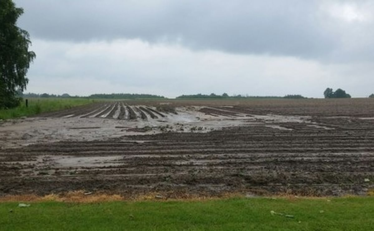 Stories about large losses in harvest in the Belgian sector due to the heavy rainfall are circulating in various media