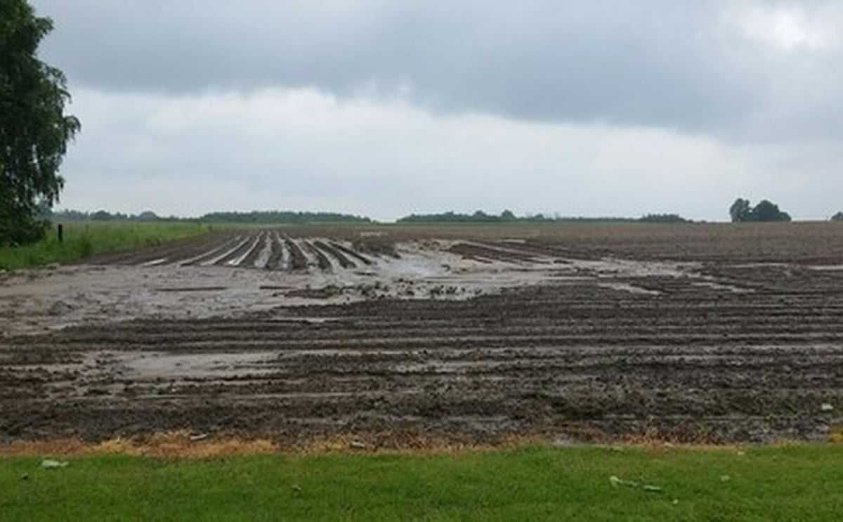 Romain Cools, Belgapom: "Damage to potato harvest can't be estimated at the moment" Romain Cools, Belgapom: "Damage to potato harvest can't be estimated at the moment"