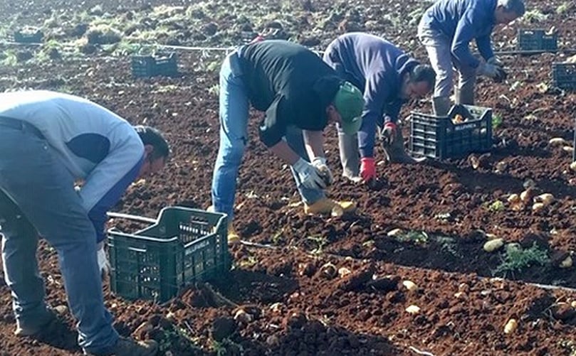 Este año, dadas las frecuentes lluvias invernales, la cosecha comenzó en febrero y terminó en los primeros días de abril. Este año, dadas las frecuentes lluvias invernales, la cosecha comenzó en febrero y terminó en los primeros días de abril.