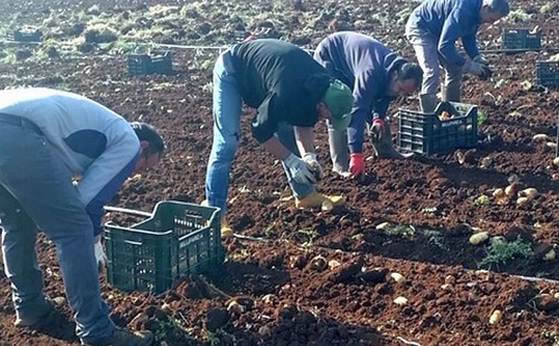 Este año, dadas las frecuentes lluvias invernales, la cosecha comenzó en febrero y terminó en los primeros días de abril.