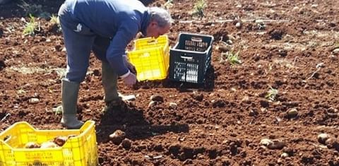 Mimmo Bellipario: 'Nuestras patatas tardías del sur de Italia son un producto de nicho apreciado en el exterior'