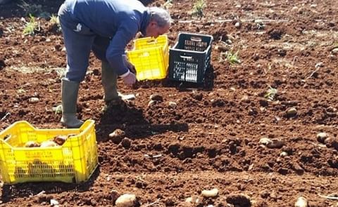 Mimmo Bellipario: 'Nuestras patatas tardías del sur de Italia son un producto de nicho apreciado en el exterior' Mimmo Bellipario: 'Nuestras patatas tardías del sur de Italia son un producto de nicho apreciado en el exterior'